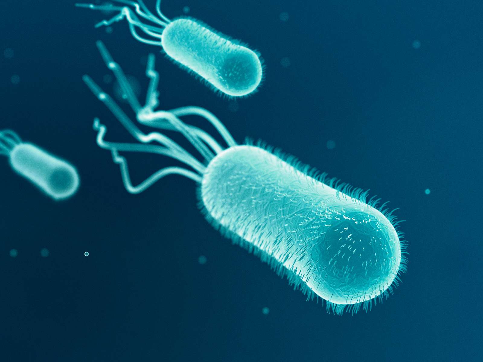 Escherichia Coli (E. Coli.)