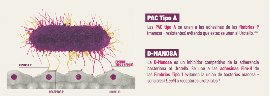 Cistitis 7