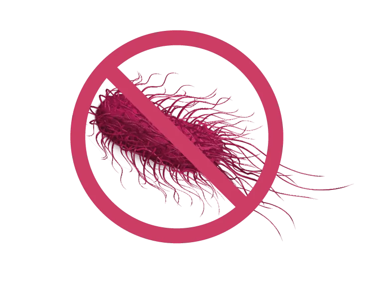 Bacteria e-coli